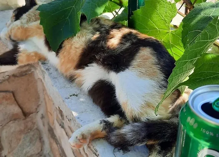 Lada, Rogac, Otok Solta * Rogač